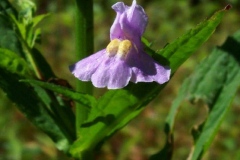 Monkeyflower