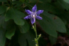 Mutant Tall Bellflower