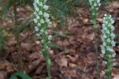 Rattlesnake Plantain