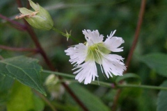 Starry Campion