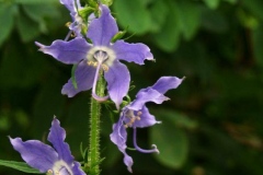 Tall Bellflower