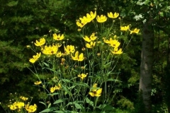 Tall Coreopsis