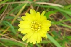 Two Flower Cynthia
