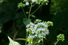White Snakeroot