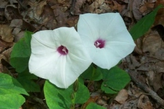 Wild Potato Vine
