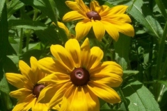 Black Eyed Susan