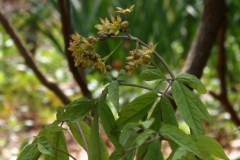 Blue Cohosh