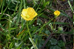 Bulbous Buttercup