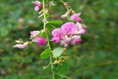 Bush Clover