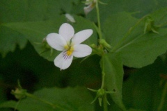 Canada Violet