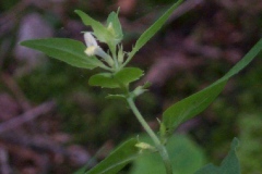 Cow Wheat