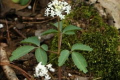 Dwarf Ginseng