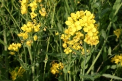 Field Mustard