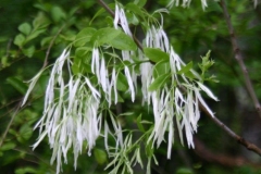 Fringetree