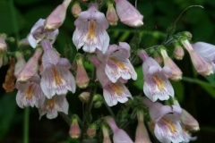 Gray Beardtongue