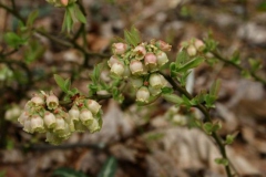 Lowbush Blueberry