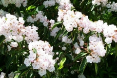 Mountain Laurel