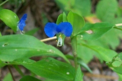 Mouse Flower