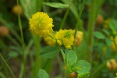Smaller Hop Clover