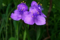 Spiderwort