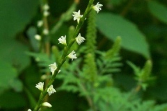 Virginia Knotweed