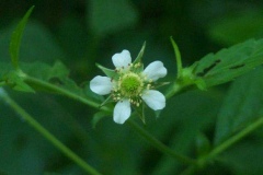 White Avens
