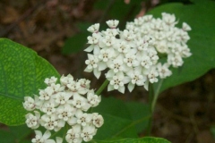 White Milkweed