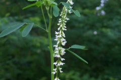 White Sweet Clover
