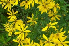 Whorled Leaf Coreopsis