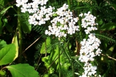 Yarrow