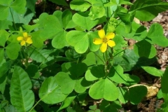 Yellow Wood Sorrel