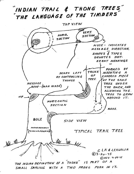 Indian Trail Tree Project - Diagram of a Bent Tree